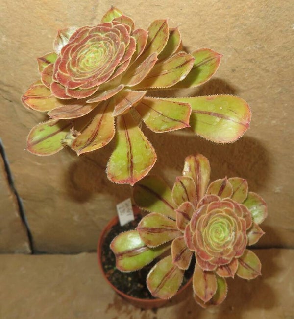 Aeonium arboreum rubrolineatum