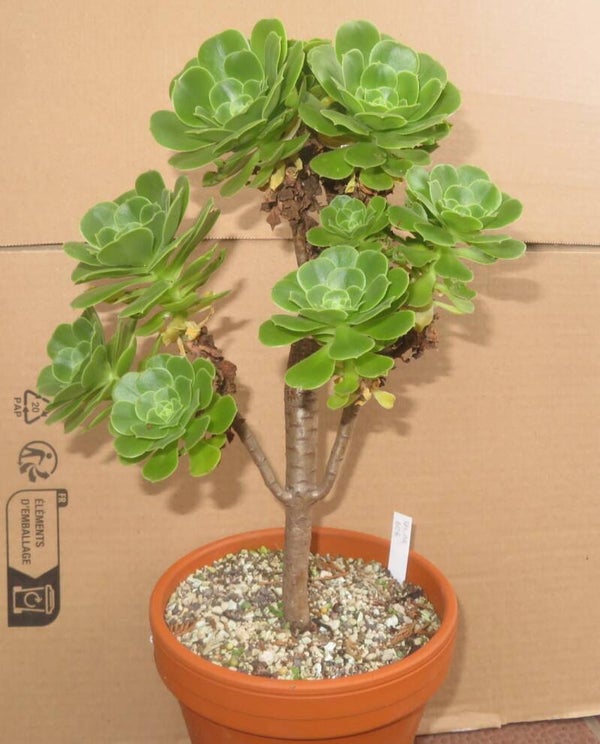 Aeonium arboreum magnificum Große Pflanze