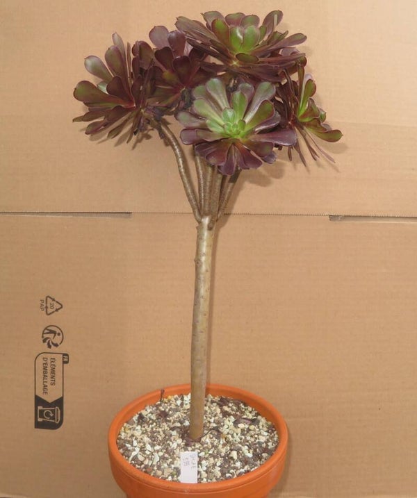 Aeonium arboreum 'Atropurpureum' Große Pflanze