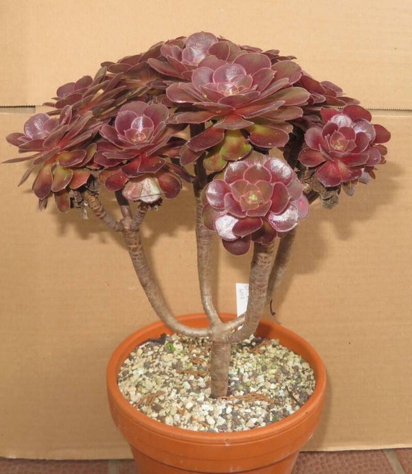Aeonium cv Blushing Beauty Große Pflanze