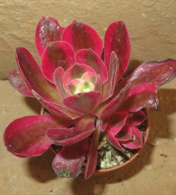 Aeonium cv Pink Witch variegata