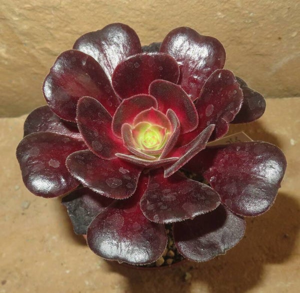 Aeonium cv Kilimanjaro variegata