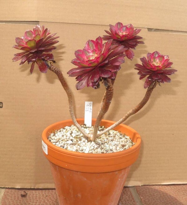 Aeonium cv Mardi Gras variegata