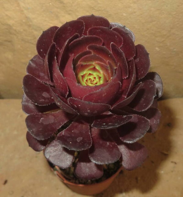Aeonium cv Morticia