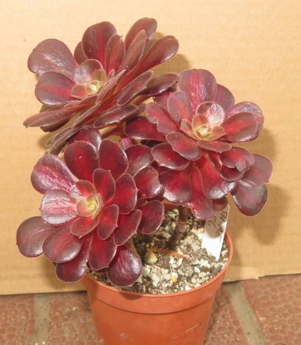 Aeonium cv Kilimanjaro variegata