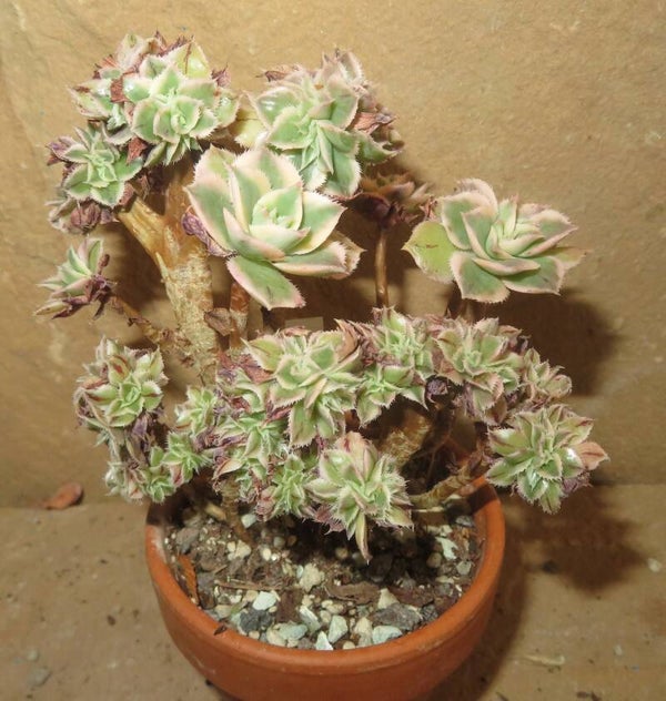 Aeonium decorum cv Tricolor cristata variegata