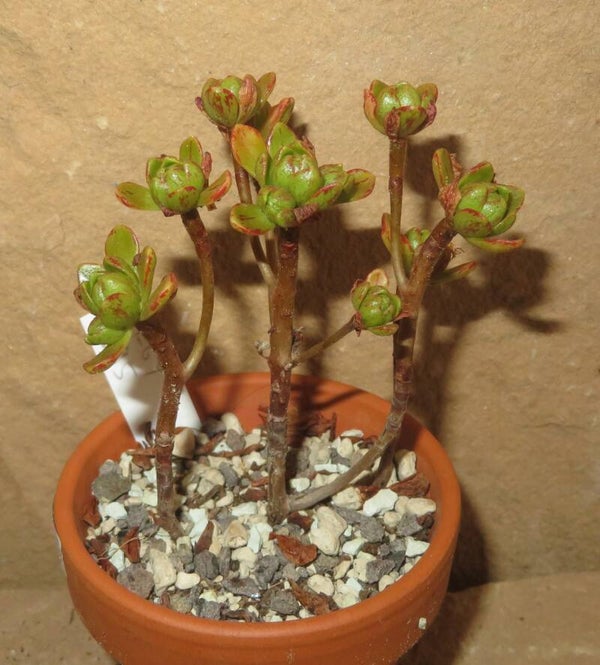 Aeonium arnoldii