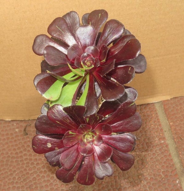 Aeonium cv Big Bang