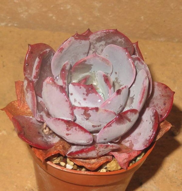 Echeveria cv Pink Ivory - 2 Blätter / Blattstecklinge