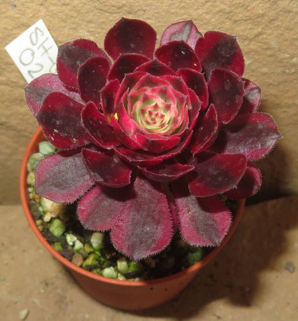 Aeonium arboreum cv Schwarzkopf variegata