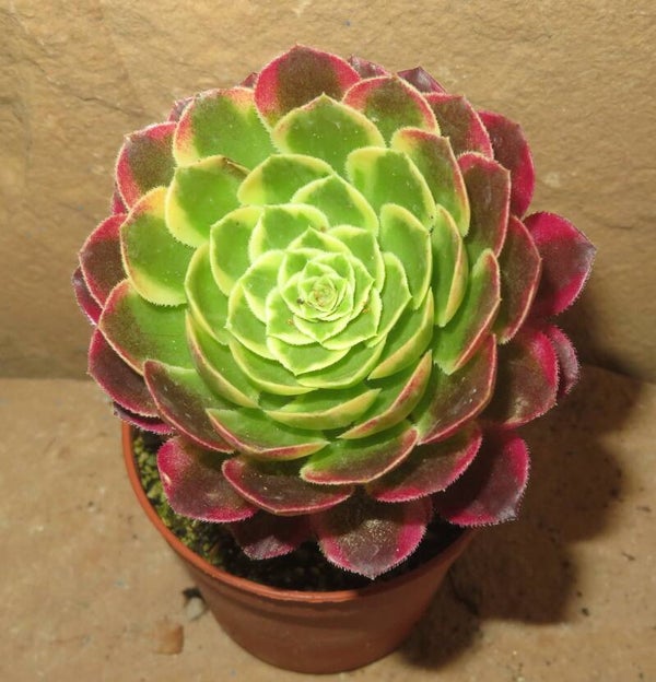 Aeonium Morning Glow variegata
