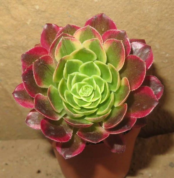 Aeonium Morning Glow variegata