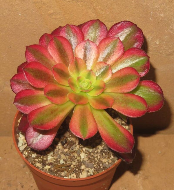 Aeonium cv Anna variegata