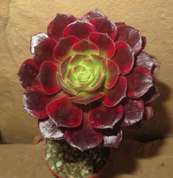 Aeonium cv Canary variegata