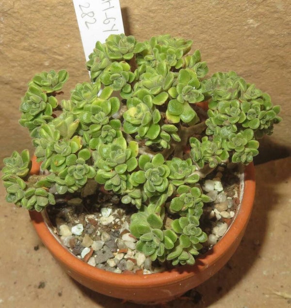 Aichryson tortuosum