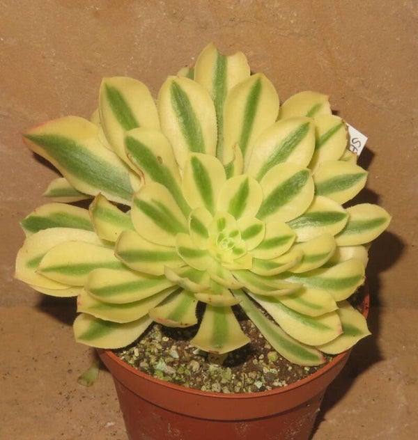 Aeonium cv Yanning variegata