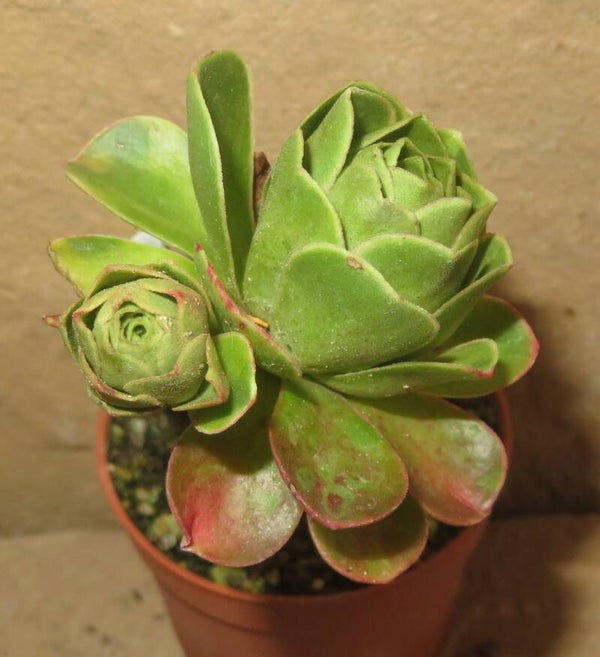 Aeonium dodrantale