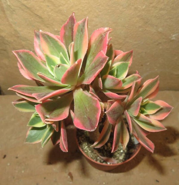 Aeonium leucoblepharum variegata