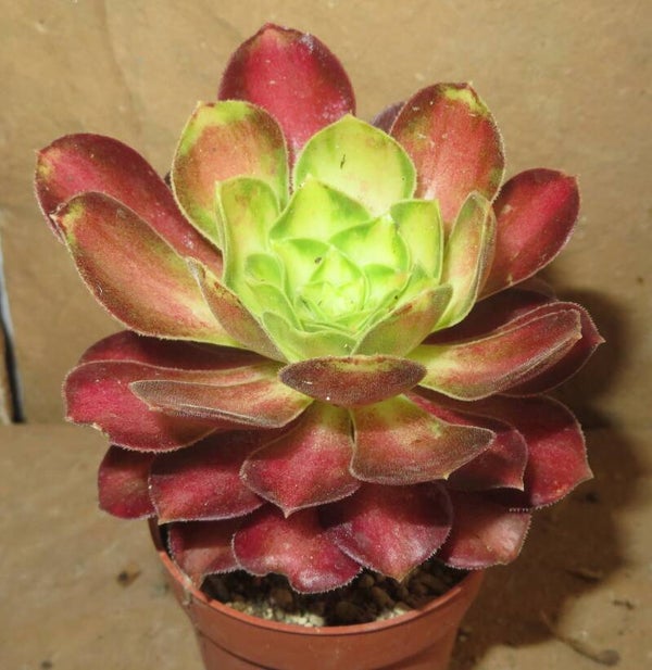 Aeonium cv ShaoHua variegata