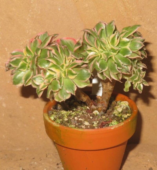Aeonium decorum cv Tricolor cristata variegata