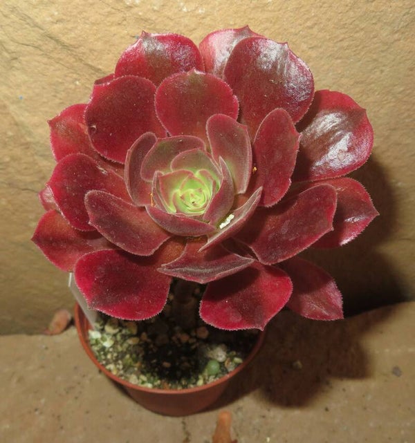 Aeonium cv Athena variegata