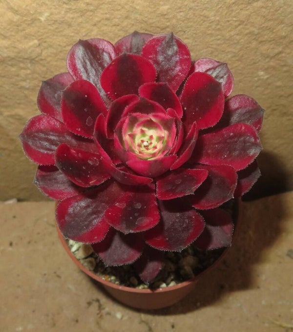 Aeonium arboreum cv Schwarzkopf variegata
