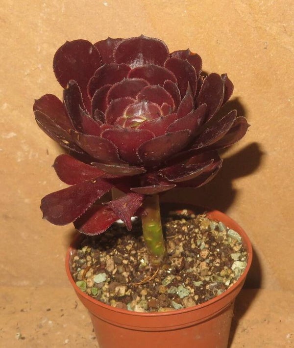 Aeonium cv Morticia