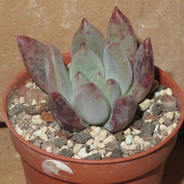 Echeveria cv Spica