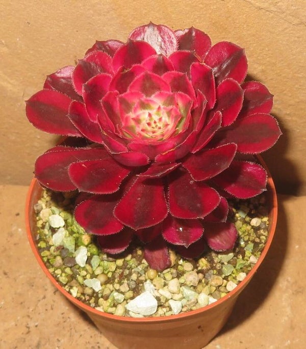 Aeonium cv Garnet variegata