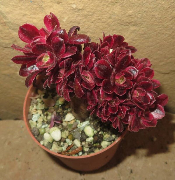 Aeonium cv Medusa cristata variegata