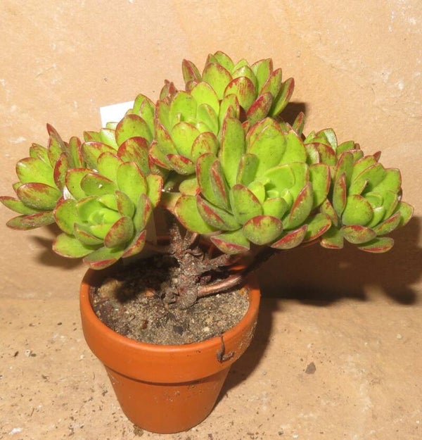 Aeonium arnoldii hybrid