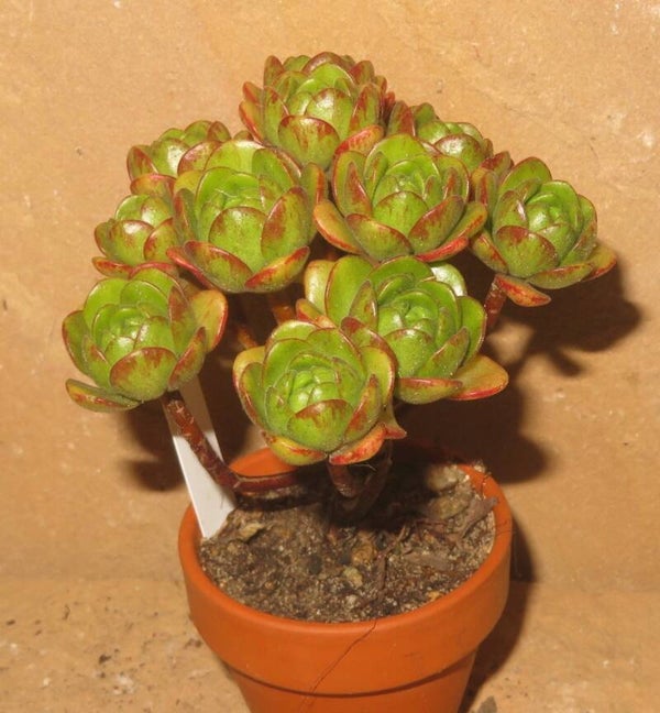 Aeonium arnoldii