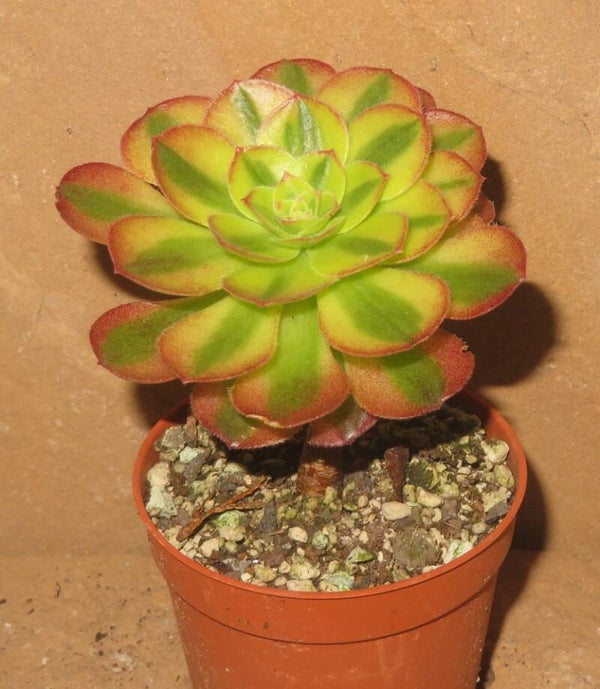 Aeonium cv Hallowen variegata