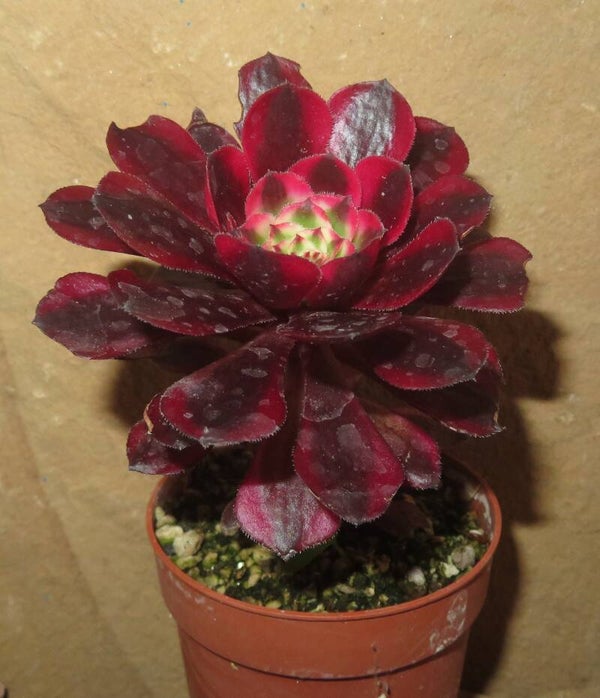 Aeonium arboreum cv Schwarzkopf variegata