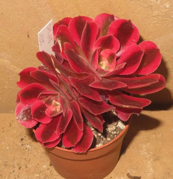 Aeonium cv Pink Witch variegata