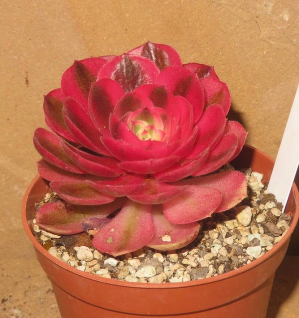 Aeonium cv Magic Candle variegata