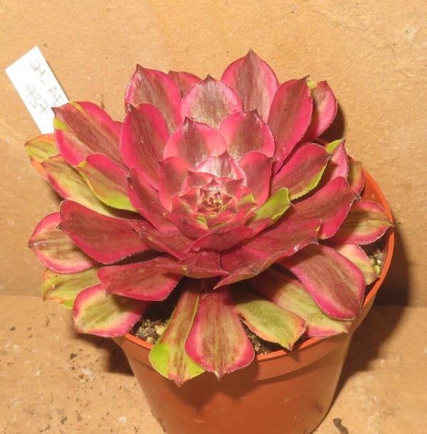Aeonium cv Pink Daisy – Multicolor variegata