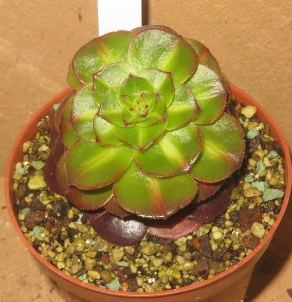 Aeonium cv Matcha variegata