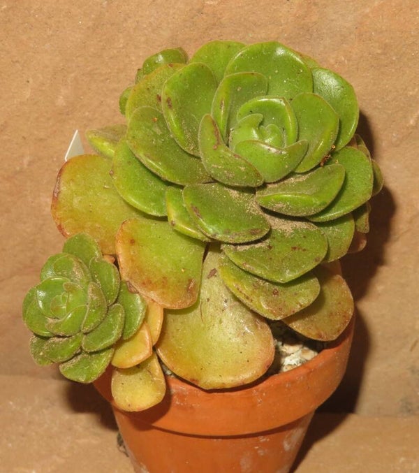 Aeonium cv Lily Pad