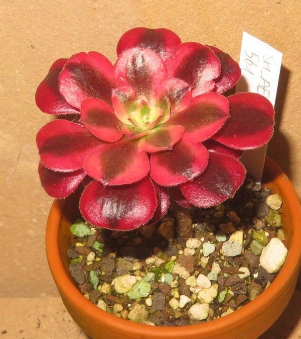 Aeonium cv Medusa variegata