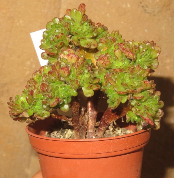 Aeonium arnoldii cristata - exklusiver Culture-Plants Klone