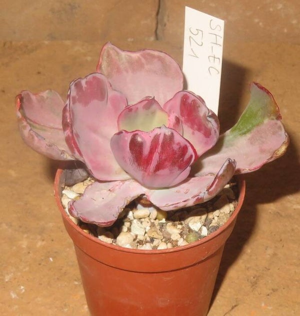 Echeveria cv FLYING CLOUD variegata