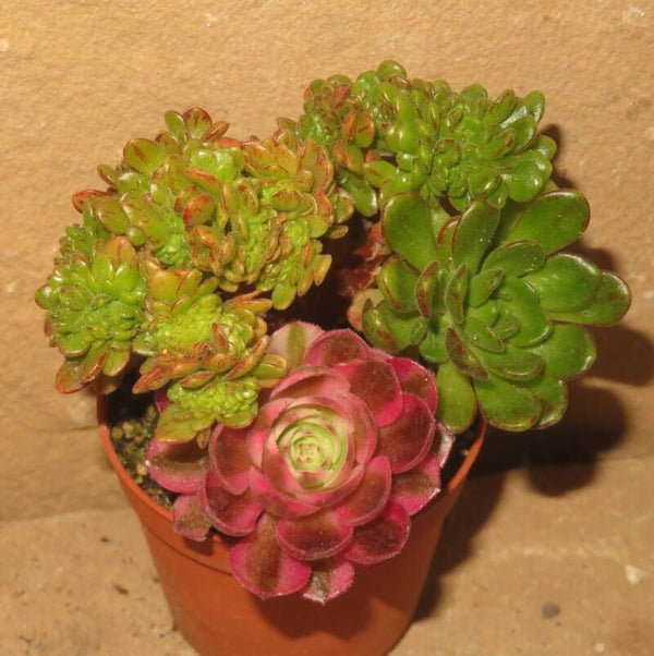 Aeonium arnoldii cristata - exklusiver Culture-Plants Klone