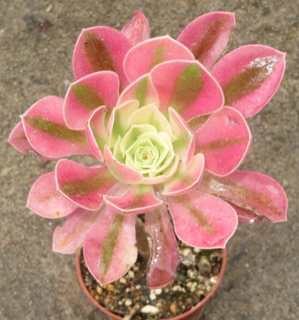 Aeonium cv Riverstone variegata