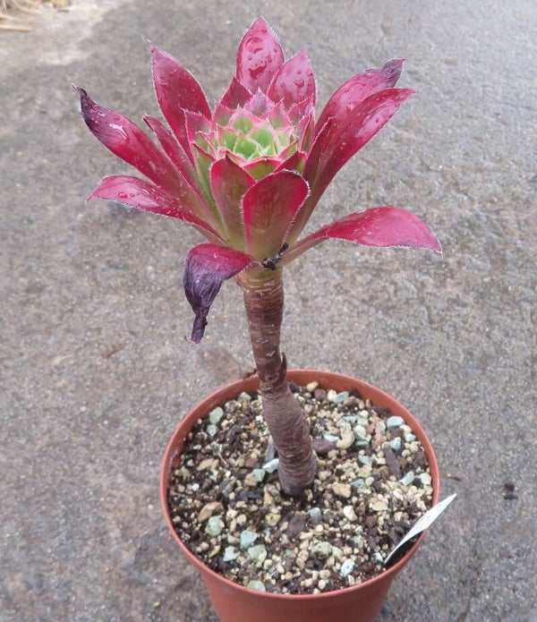Aeonium cv Peacock variegata ( Black Magic )