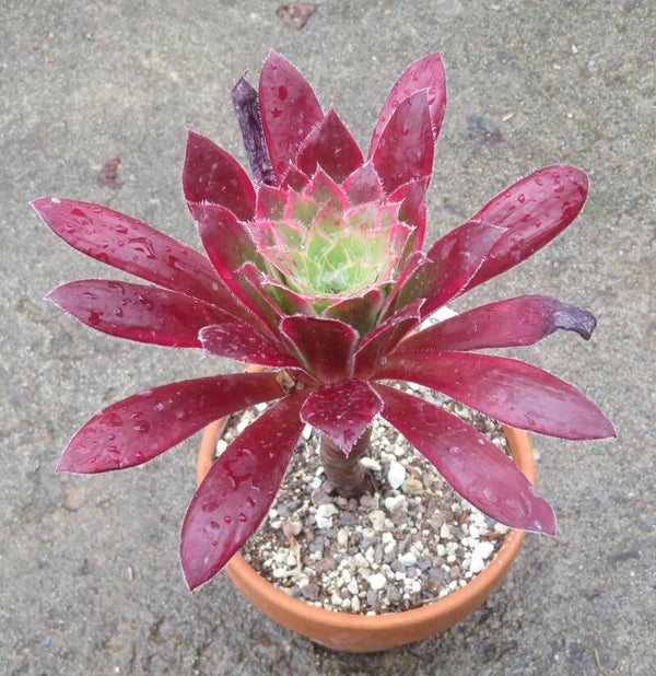 Aeonium cv Peacock variegata ( Black Magic )