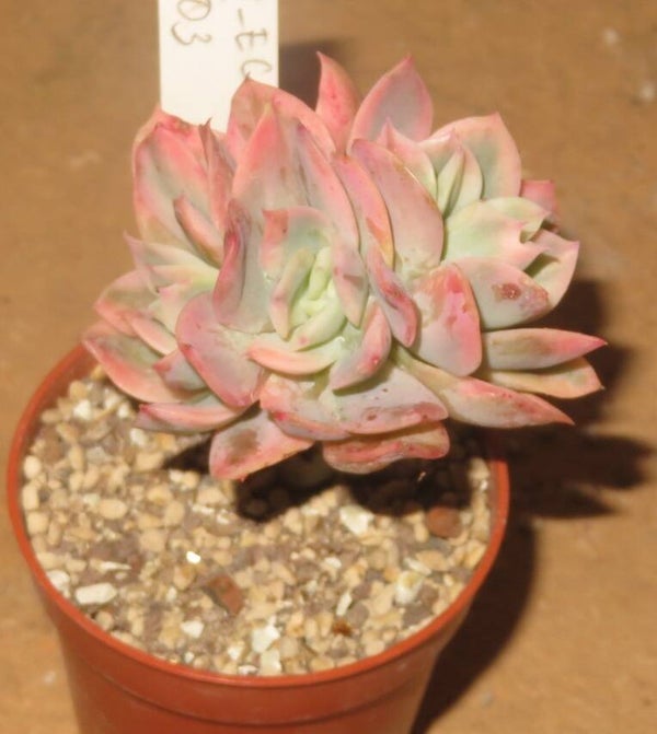 Echeveria cv Luella variegata