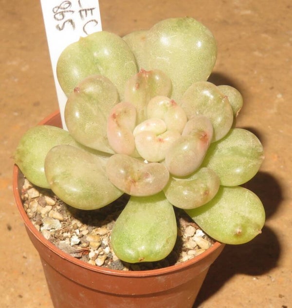 Echeveria cv Bill Gates