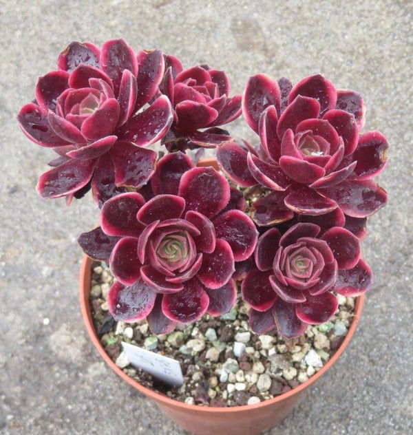 Aeonium cv SuperBang variegata