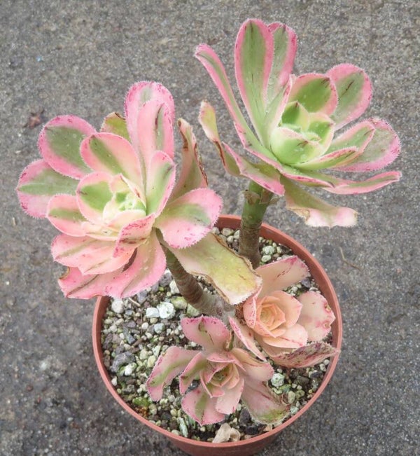 Aeonium arboreum variegata